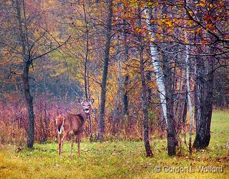 Invisible Deer_09788.jpg - Photographed near Carleton Place, Ontario, Canada.